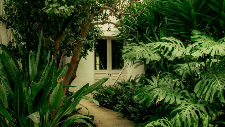 Rośliny, które żyją z Tobą – filozofia Domu Roślin i współczesny sposób myślenia o zieleni